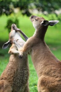 Lucha de canguros